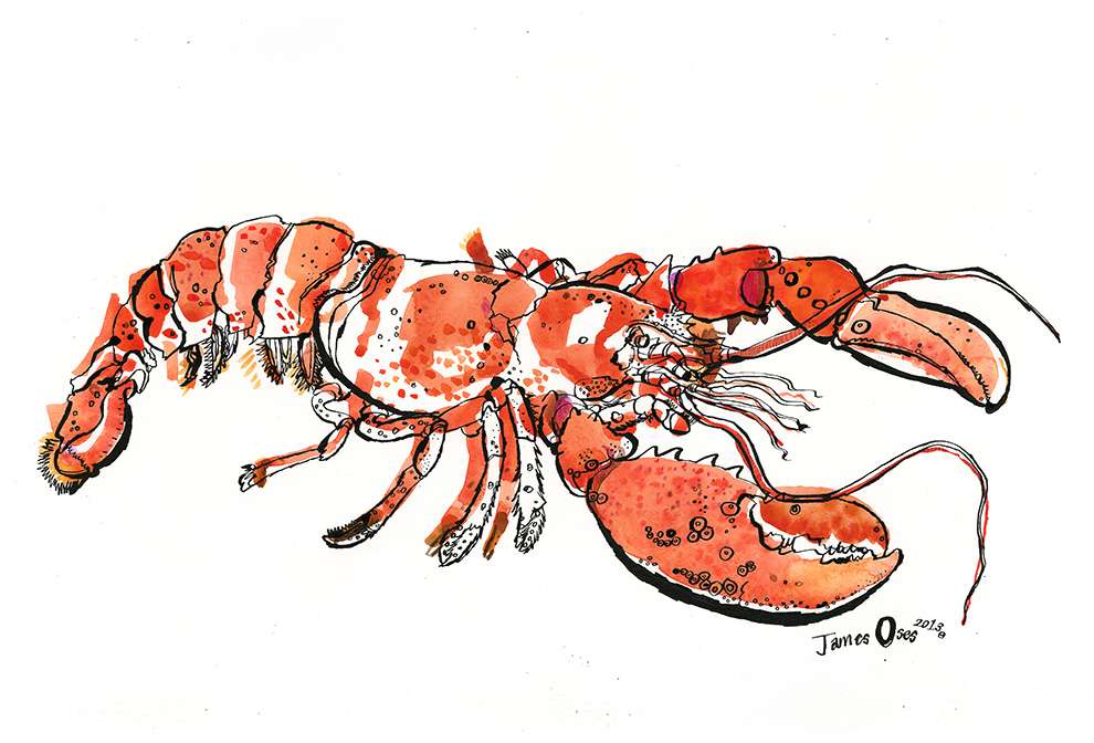 James Oses, Handpainted illustration of a Lobster 