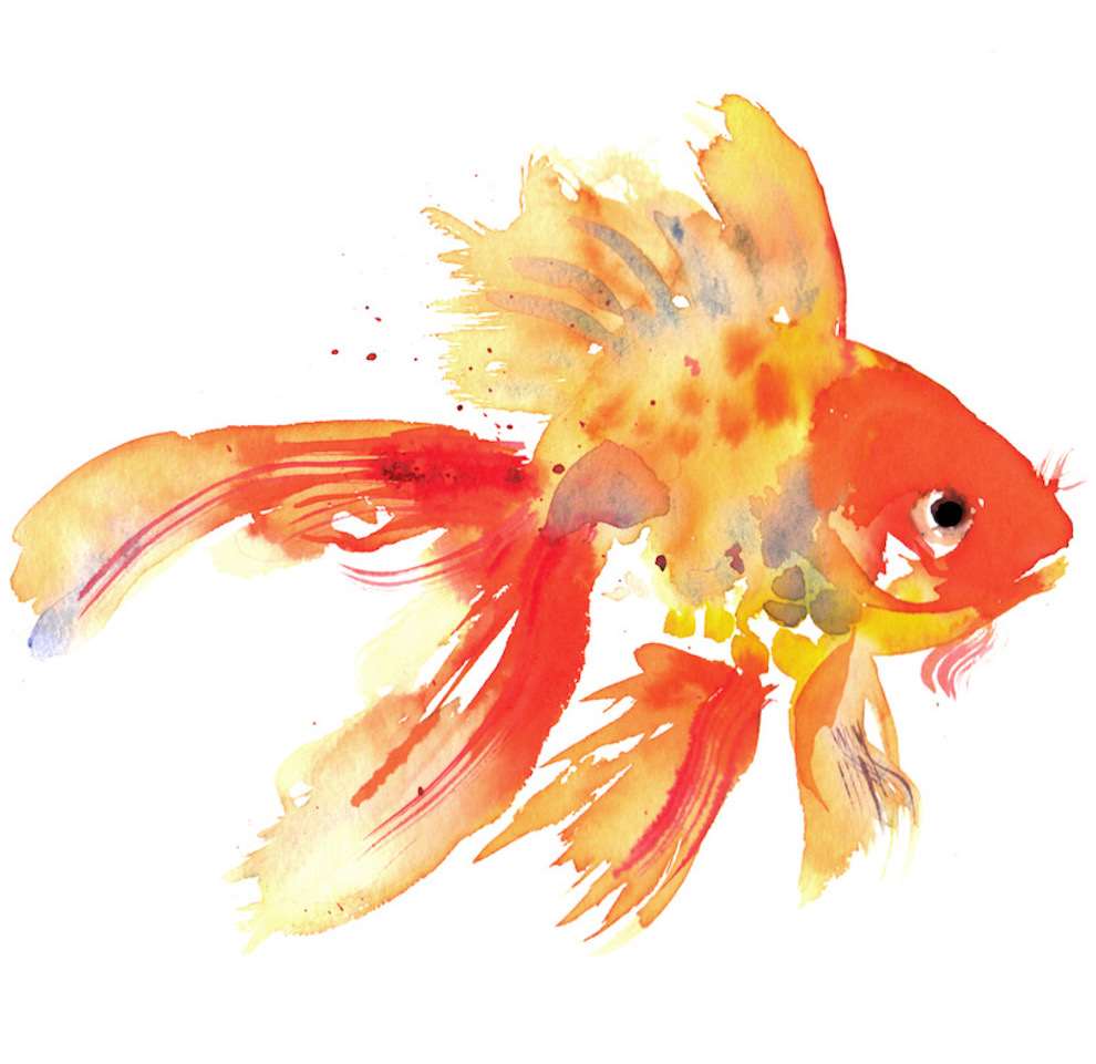 Lesley Buckingham, Watercolour of fish, loose, ink.
