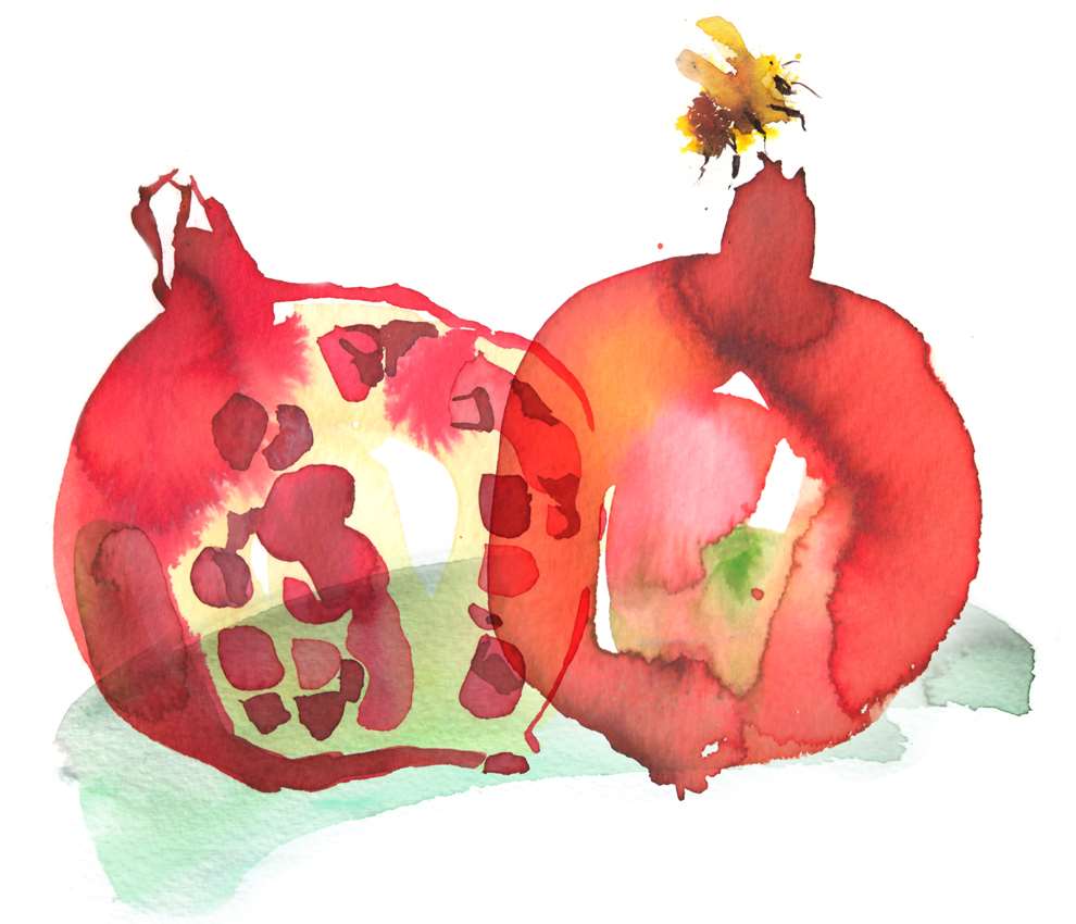 Lesley Buckingham, Loose watercolour grenade illustration 