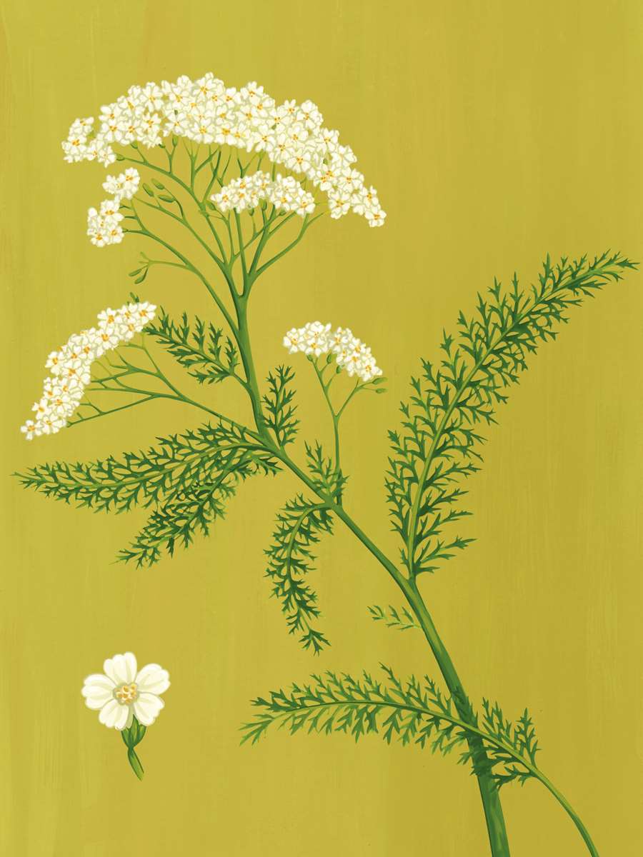 Charlotte Day, Flower illustration