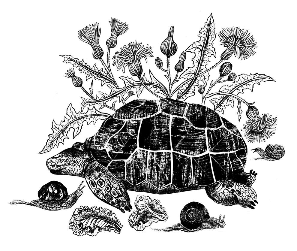 Alice Pattullo, Traditional print illustration of a tortoise with flowers growing from the shell.  